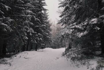 Зима. Фото: Стена