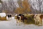 Коровы. Фото: скриншот YouTube-видео