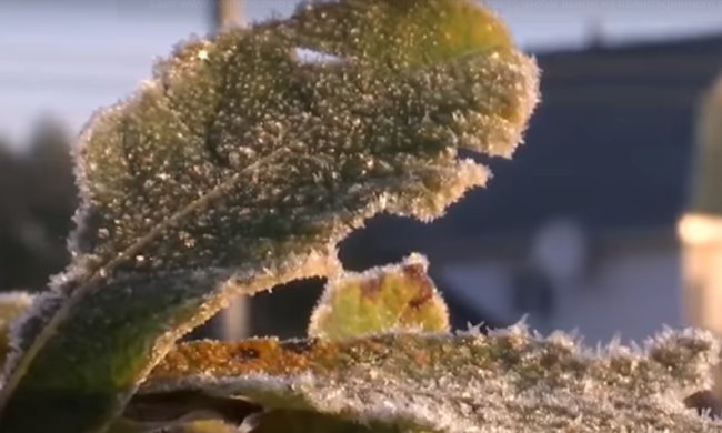 Заморозки в конце марта. Фото: скриншот YouTube