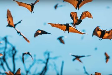 Летучие мыши, скриншот YouTube