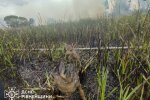Двое спасённых оленят после пожара на Ровенщине