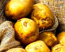 Картофель. Фото: YouTube