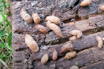 Слимаки на дачній ділянці, фото: youtube.com