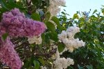 Сирень. Фото: скриншот YouTube-видео
