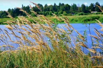 Природа. Фото: YouTube, скрін