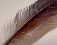 Перо вимерлого птаха. Фото: скріншот YouTube