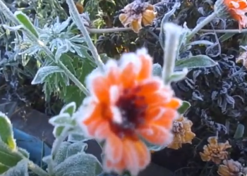 В Укргідрометцентрі попередили про сильні заморозки. Фото: скріншот YouTube-відео