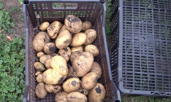 Урожай картошки, фото: youtube.com