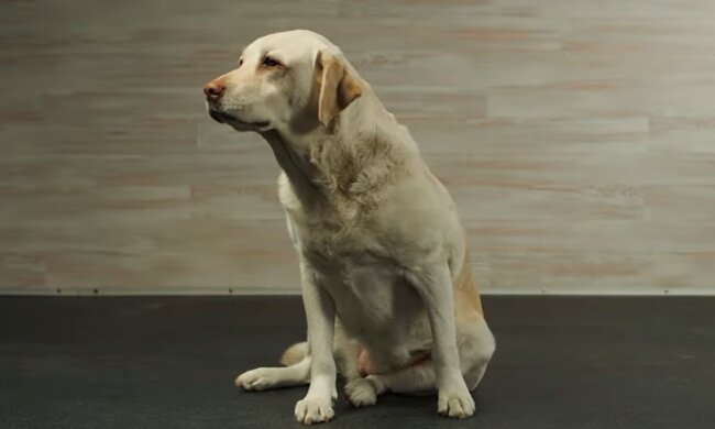 Собака. Фото: YouTube