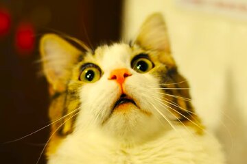 Українців попередили, яких тварин заборонено тримати вдома. Фото: YouTube