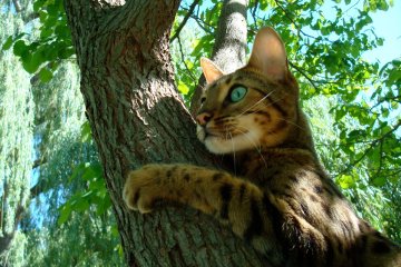 Спасатели вытащили кота из беды: залез на дерево и не мог слезть, видео и фото