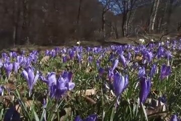 Первые весенние цветы. Фото: скриншот YouTube-видео