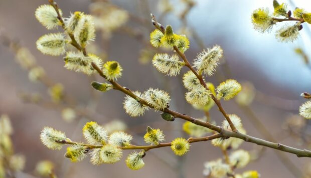 Погода, похолодання, весна. Фото: Telegram