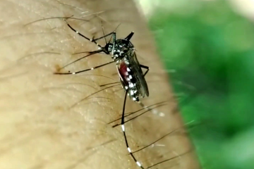 В Україні з'явилися небезпечні тигрові комарі. Фото: YouTube