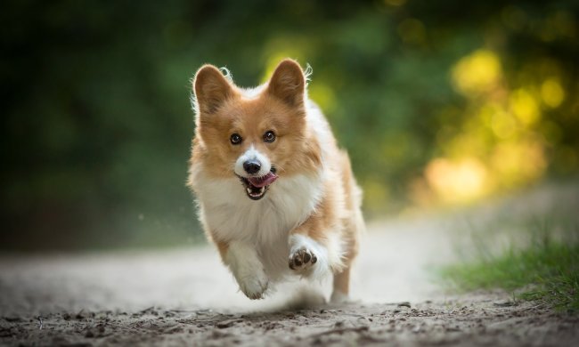 Видео о щенке, впервые попробовавшем лимон, взорвало интернет