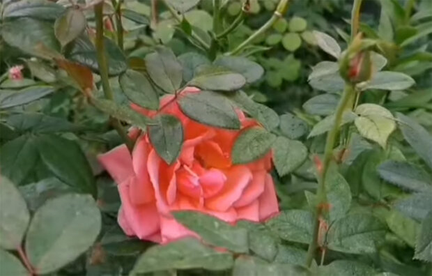 Троянди. Фото: youtube.com