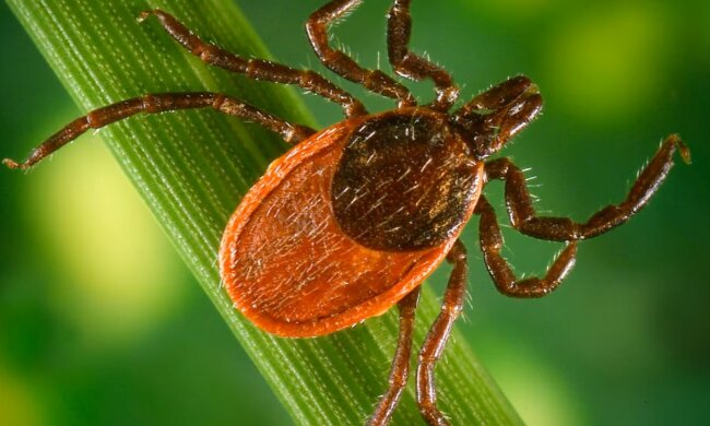 Клещ. Фото: скриншот YouTube