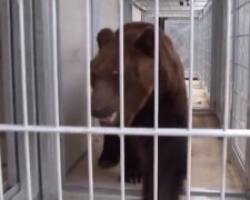 Медведь. Фото: скриншот YouTube-видео