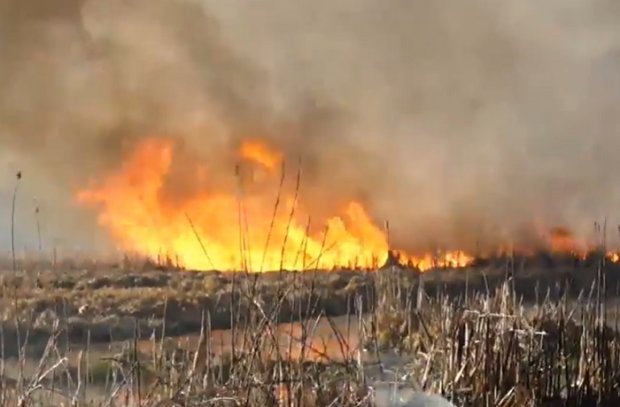 Под Тернополем возник пожар на территории орнитологического заказника. Фото: скриншот YouTube