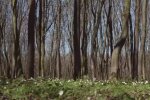 Природа весной. Фото: скриншот YouTube-видео