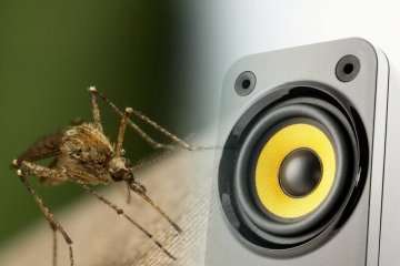 Музыка поможет избавиться от комаров: ученые рассказали, что слушать