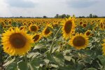 Подсолнухи. Фото: скриншот YouTube-видео