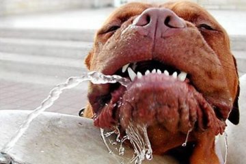 Пес, придумавший способ спасения от жары, стал звездой интернета