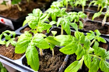 Розсада. Фото: YouTube