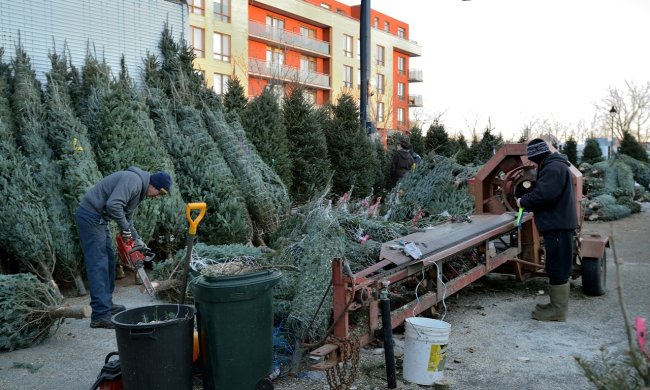В лесничествах начались оптовые продажи новогодних деревьев