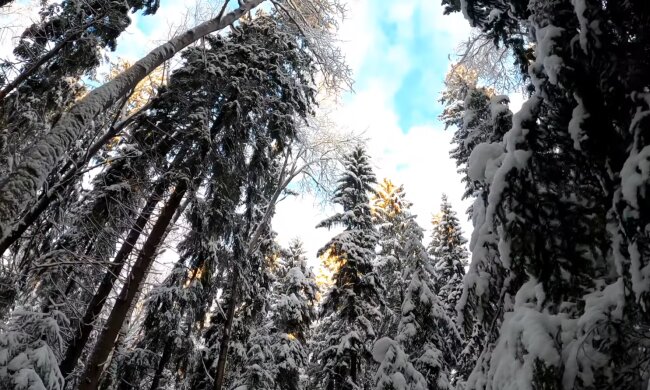 Природа. Фото: скріншот YouTube-відео