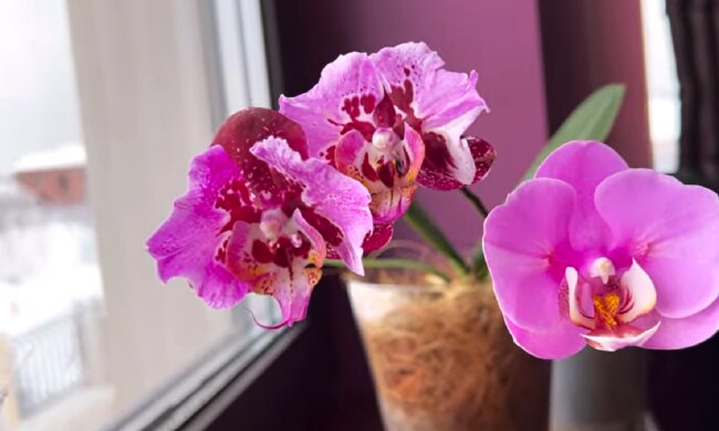 Орхідея. Фото: YouTube