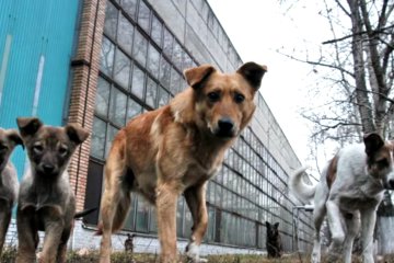 Собаки, фото: скриншот с youtube