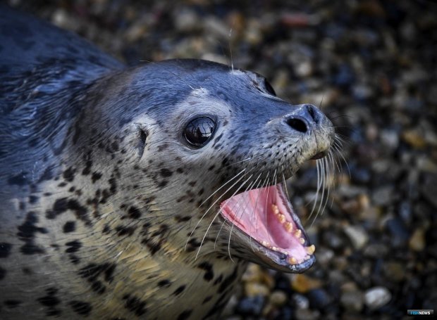 Тюленей научили петь: опубликована песенка из "Звездных войн" в исполнении животных (видео)