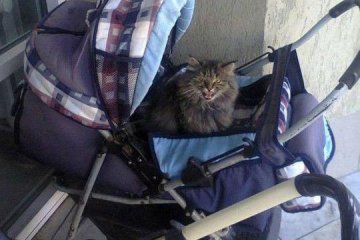 Кот убил маленького ребенка. Фото: Криминальная Украина