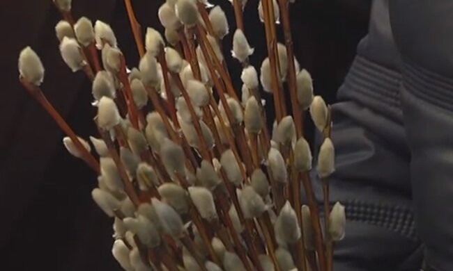 Верба. Фото: скріншот YouTube-відео
