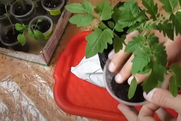 Рассада. Фото: youtube.com