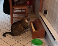 Играющий на пианино кот покорил мир и получает за это еду
