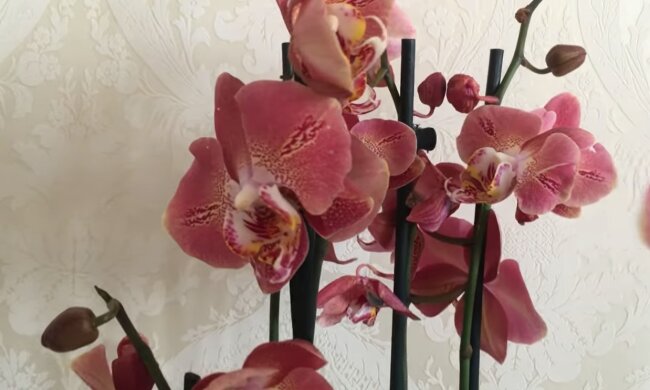 Орхідея. Фото: YouTube