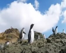 Антарктида. Фото: скриншот YouTube