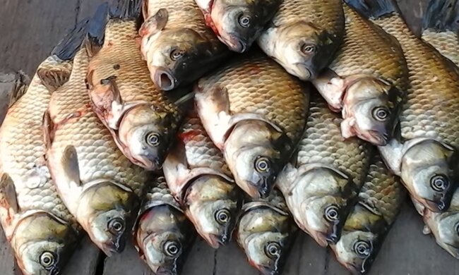 Рыбалка. Фото: YouTube