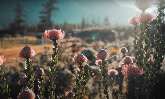 Природа. Фото: YouTube, скрин