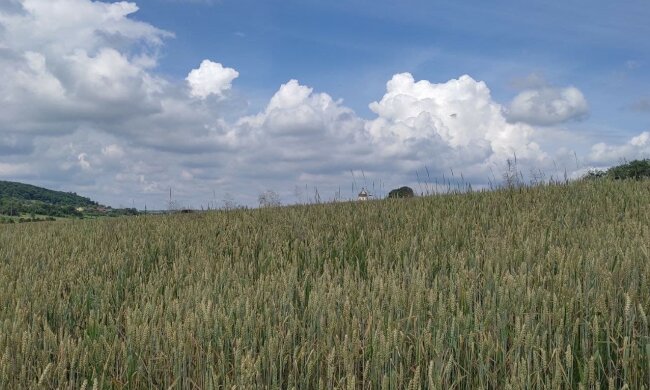 Пшеничное поле. Фото: Стена