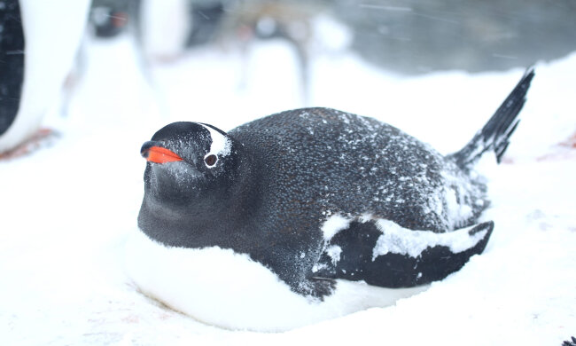 Пингвин. Фото: facebook.com/AntarcticCenter