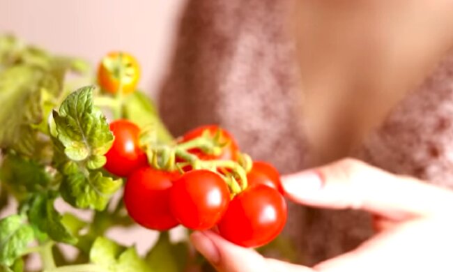 Помидоры. Фото: YouTube