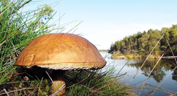 Огромный гриб. Фото: скриншот YouTube
