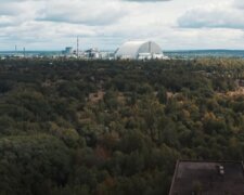 Чернобыльский сезон: из зоны ЧАЭС везут десятки килограмм ягод на продажу – от радиации начнете светиться