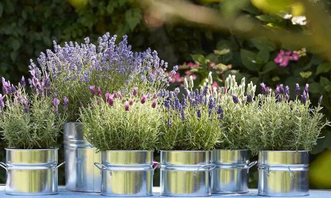 Лаванда. Фото: YouTube