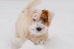 Собака, снег. Фото: YouTube