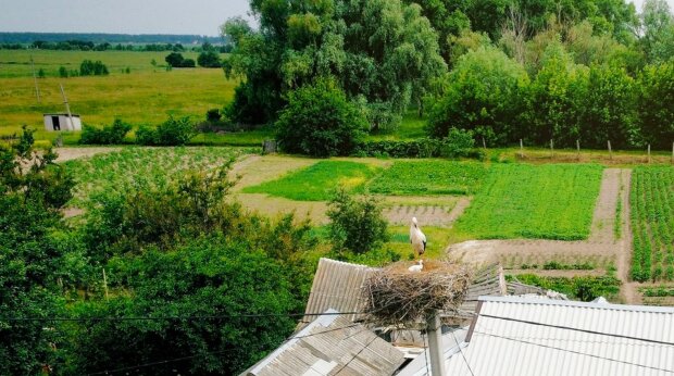 Погода, літо, синоптики. Фото: Стіна