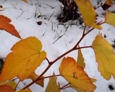 Пізня осінь. Фото: скріншот YouTube-відео